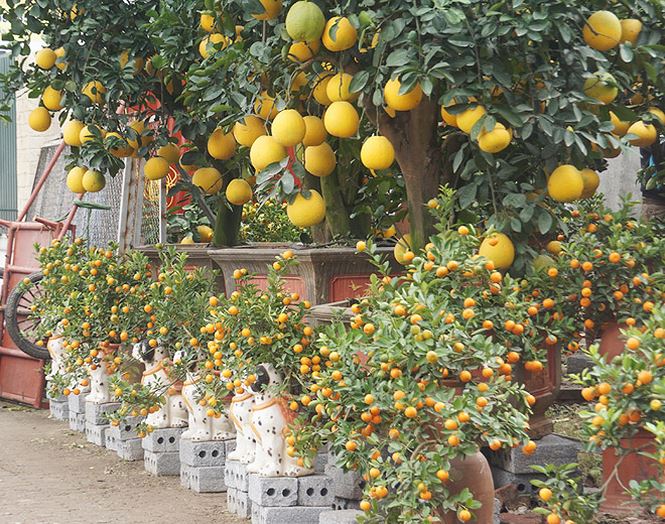 Cặp quất lục bình khủng giá hàng chục triệu ở Hà Nội